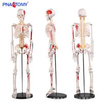 85cm Color-Labeled Anatomical Half-Body Skeleton Model for Muscle Origin & Insertion Training PNT-0106d