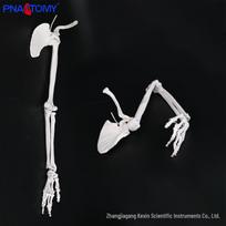 Left Upper Limb Bone Model: Scapula, Clavicle, Humerus, Radius, Ulna - Accurate Orthopedic Teaching Aid PNT-0170 white