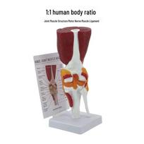 1:1 Žmogaus kelio sąnario modelis su raumenimis, raiščiais, menisku ir girnelės sausgysle reabilitacijos mokymui gray