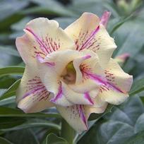 5 ADENIUM OBESUM sėklos  Geltonas kvapas   Dykumos rožė  šviežios sėklos