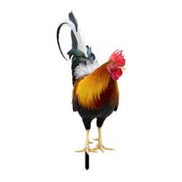 2PCS Rooster Yard Decor Ornamental Chicken Fence Sculpture Garden Decorations Weatherproof for Garden Patio Backyard Decoration China Mainland