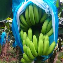 Banana-Fruit-Bunch Ripening Cover Heavy Duty Fruit Protector Bag For Winter China Mainland