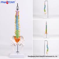 Marked Bendable Mini Spine and Femur Skeleton Model for Medical Teaching PNT-0126C