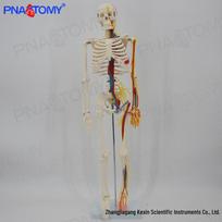85cm Human Skeleton Model with Detachable Nerves, Vessels, Heart, and Brain for Orthopedic and Rehabilitation Teaching Aid PNT-0106C
