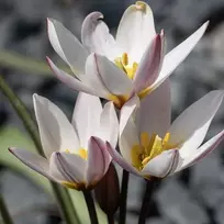 Botaninė tulpė ‘Hildė’, 30 vnt.