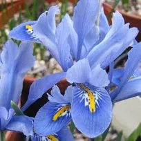 Tinklinis vilkdalgis 'Alida’, 5 vnt.