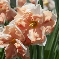 Narcizai ‘Apricot Whirl’ , 5 vnt.