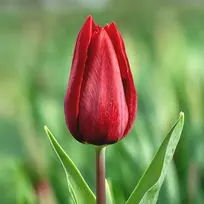 Tulpė ‘Strong Love’, 15 vnt.
