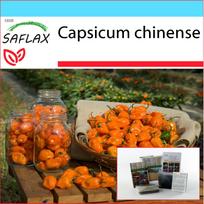 SAFLAX - Dovanų rinkinys - Čili - Geltonas Habanero - 10 sėklų - Su dovanų dėžute, kortele, etikete ir vazono substratu - Capsicum chinense