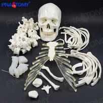 Disarticulated 170cm Adult Human Skeleton Model for Medical and Orthopedic Massage Care 43x35x20 cm
