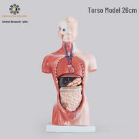 Abdominal Region Skeleton Model: Anatomical Teaching Aid