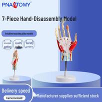 7-Part Human Hand Skeleton Anatomy Model for Medical Teaching 21.5 x 13.5 x 13 cm