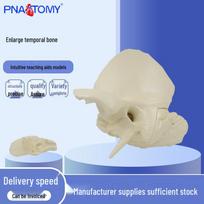 Enhanced Human Temporal Bone Model for Teaching 36x36x12 cm