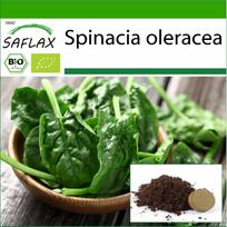 SAFLAX Ekologiškas - Špinatai - Matador - 300 sėklų - Su substratu geresniam auginimui - Spinacia oleracea