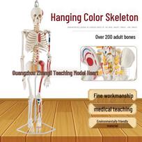 85CM Human Skeleton Model with Nerves & Discs: Medical Skeleton, Spine, Nerve, & Vertebral Column Model 85CM