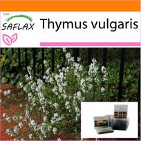 SAFLAX Sodas maiše – Paprastasis čiobrelis – 200 sėklų – Su substratu tinkamame stovimame maišelyje – Thymus vulgaris