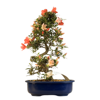 Žydintis Satsuki azalijos bonsai iš Japonijos P23 ,,Misaki''