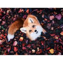Pilnas 5D „pasidaryk pats“ deimantinis paveikslas animacinis filmas „Animal Fox“ mozaikos siuvinėjimas kryželiu namų dekoras Rankų darbo 25x30cm brown
