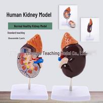 Healthy Kidney Model: Anatomical Human Organ with Adrenal Gland, Natural Size Natural Size