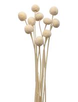 Cooee Design - Dried  Flowers Golden Ball Red - Džiovintos gėlės - Balta