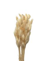 Cooee Design - Dried  Flowers Lagurus Ash - Džiovintos gėlės - Balta