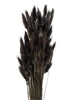 Cooee Design - Dried  Flowers Lagurus Ash - Džiovintos gėlės - Juoda
