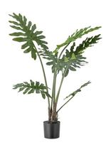 Bloomingville - Philodendron Plant - Džiovintos gėlės - Žalia