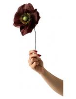 Studio About - Paper Flower, Papaver, Brown - Džiovintos gėlės - Ruda