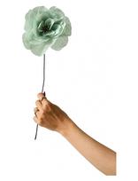 Studio About - Paper Flower, Rosa La Paloma Grande, Mint - Džiovintos gėlės - Žalia