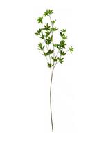House Doctor - Artificial Branch, Hdjaponica, Gree - Džiovintos gėlės - Žalia