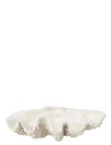 J-Line - Deco Bowl Seashell Res Wh L - Dekoratyvinė lėkštė - Balta