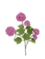 Bloomingville - Snowball Stem - Džiovintos gėlės - Violetinė