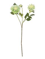 Bloomingville - Chrysantemum Stem - Džiovintos gėlės - Balta