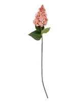 Bloomingville - Hydrangea Stem - Džiovintos gėlės - Rožinė