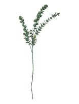 Bloomingville - Eucalyptus Stem - Džiovintos gėlės - Žalia