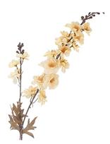 Bloomingville - Larkspur Stem - Džiovintos gėlės - Kreminė spalva