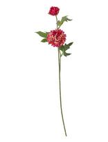 Bloomingville - Chrysantemum Stem - Džiovintos gėlės - Raudona