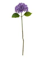 Bloomingville - Hydrangea Stem - Džiovintos gėlės - Violetinė