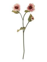 Bloomingville - Chrysantemum Stem - Džiovintos gėlės - Rožinė