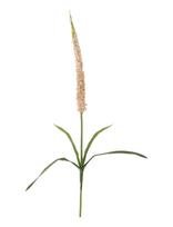 Bloomingville - Foxtail Stem - Džiovintos gėlės - Rožinė