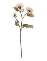 Bloomingville - Chrysantemum Stem - Džiovintos gėlės - Balta