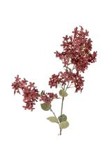 Bloomingville - Myrtle Stem - Džiovintos gėlės - Violetinė