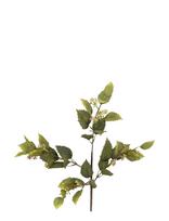 Bloomingville - Eucalyptus Stem - Džiovintos gėlės - Žalia