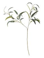 Bloomingville - Eucalyptus Stem - Džiovintos gėlės - Žalia