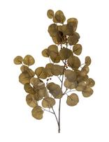 Bloomingville - Eucalyptus Stem - Džiovintos gėlės - Chaki spalva
