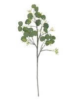 Bloomingville - Eucalyptus Stem - Džiovintos gėlės - Žalia
