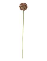 Bloomingville - Allium Stem - Džiovintos gėlės - Ruda
