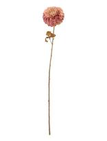Bloomingville - Chrysantemum Stem - Džiovintos gėlės - Rožinė