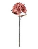 Bloomingville - Hydrangea Stem - Džiovintos gėlės - Raudona