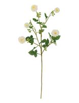 Bloomingville - Chrysantemum Stem - Džiovintos gėlės - Balta